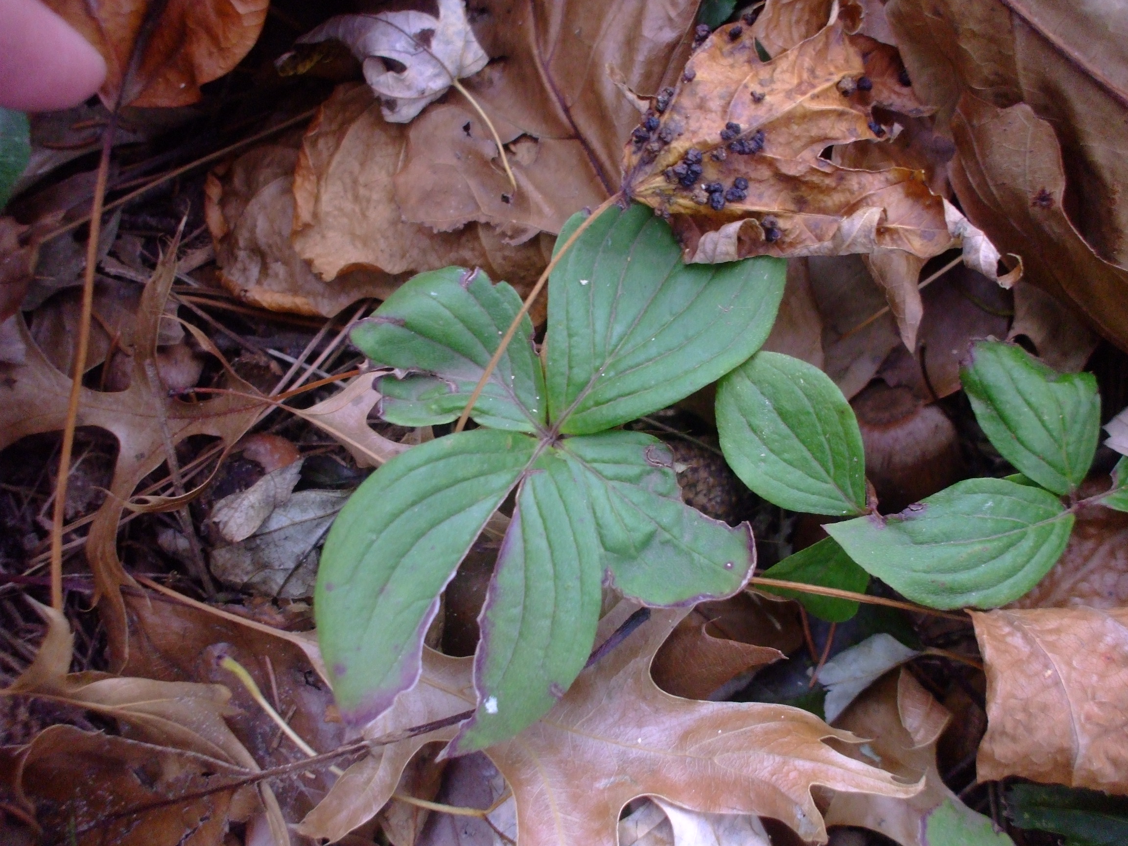 Cornus unalaschkensis